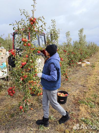 Яблоки самосбор