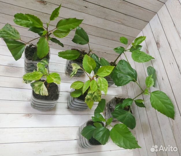 Гибискус китайская роза комнатные растения