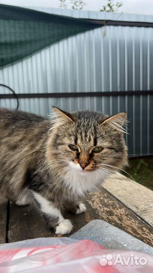 Дачные котики