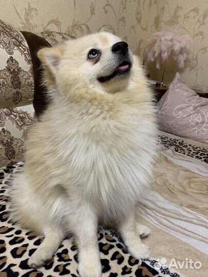 Немецкий шпиц