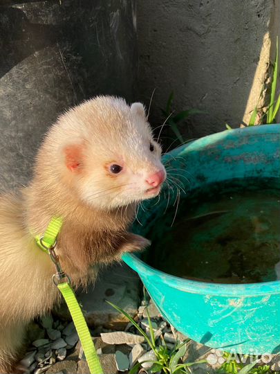 Хорек вязка