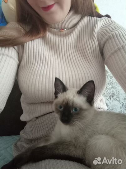 Передержка кошек