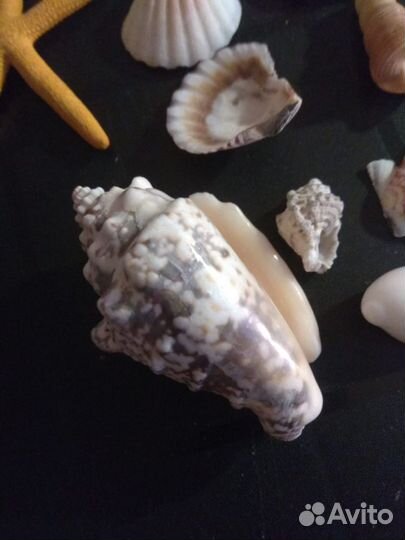 Набор ракушек