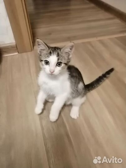 Котенок в добрые руки