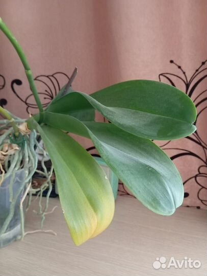 Орхидея - цветок. Комнатное растение 02