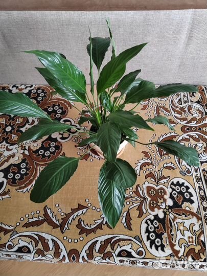 Спатифиллум