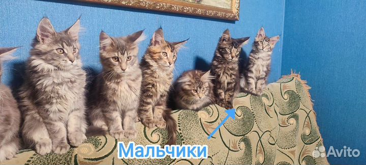 Котята мейн-кун