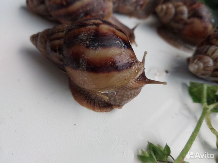 Улитки Африканские отбраковка