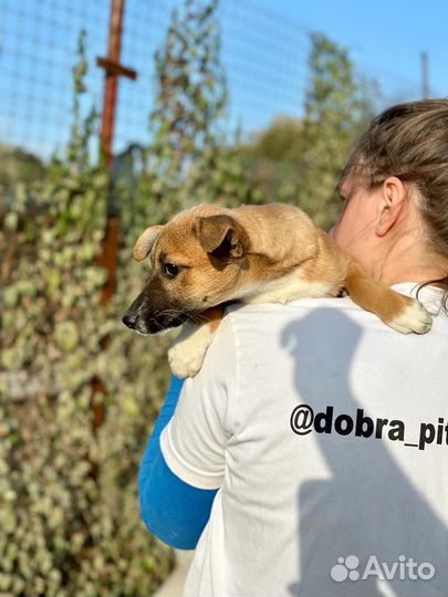 Отдам в добрые руки