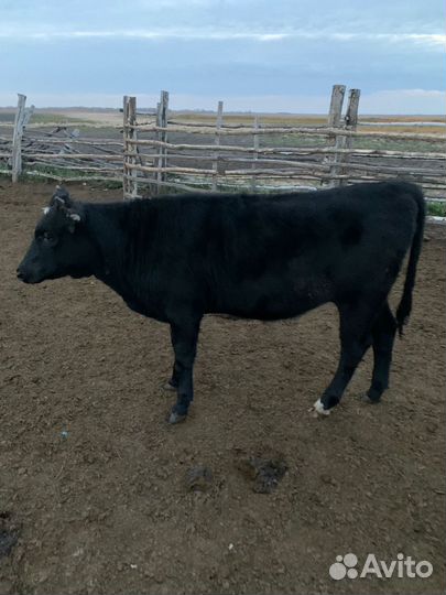 Телка и бык