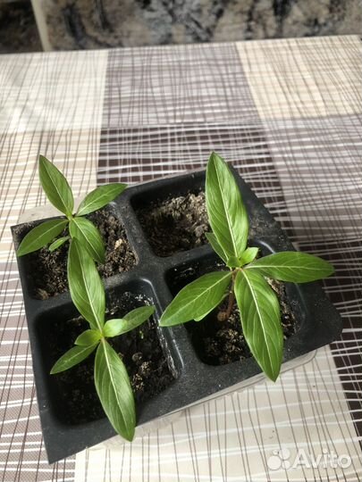 Комнатные цветы