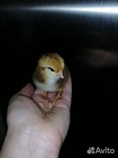 Инкубационное яйцо куриное и цыплята