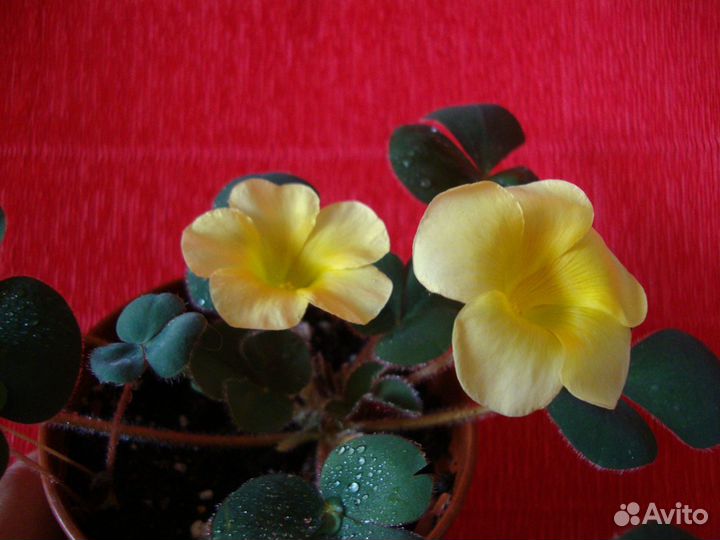 Оксалисы (кислица)