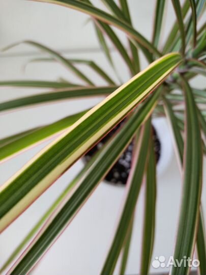 Драцена маргината биколор