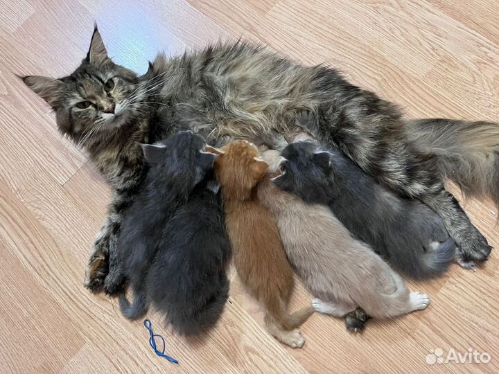 Котята бесплатно