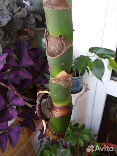 Монстера деликатесная(Monstera deliciosa)