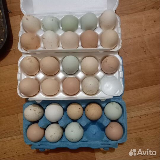 Инкубационное яйц