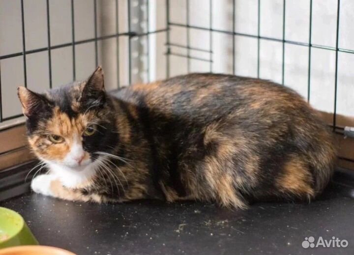 Кошечка-красавица для достатка в доме