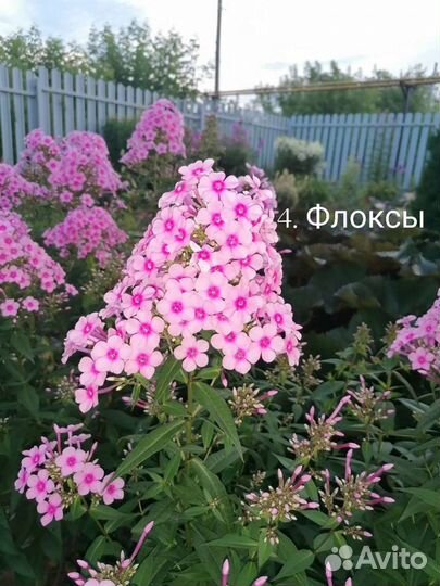 Цветы для сада