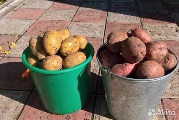 Продам картофель