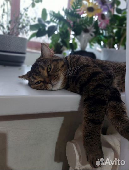 Британская кошка