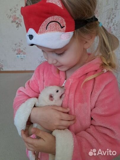 Крысята дамбо мальчики