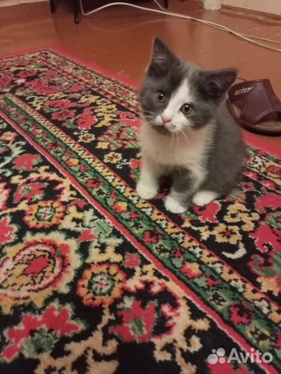 Кошки в добрые руки бесплатно