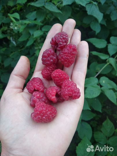 Саженцы ремантантной малины