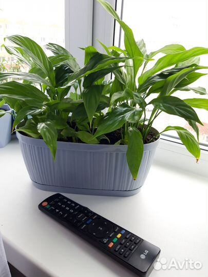 Спатифилиум - цветок женское счастье