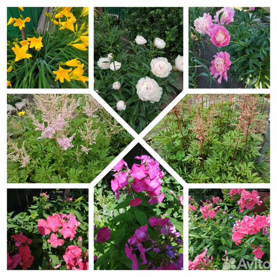 Цветы многолетние