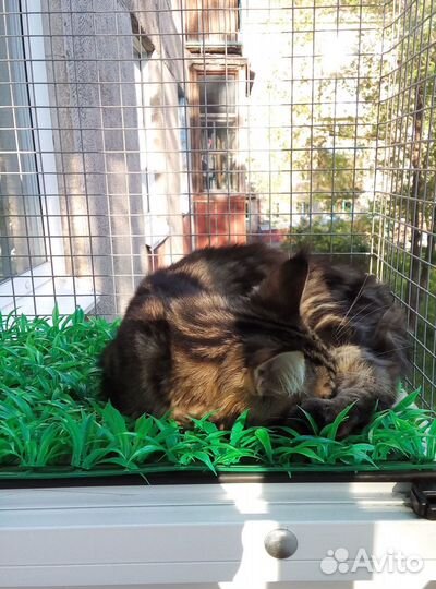 Балкончик для кошек/выгул