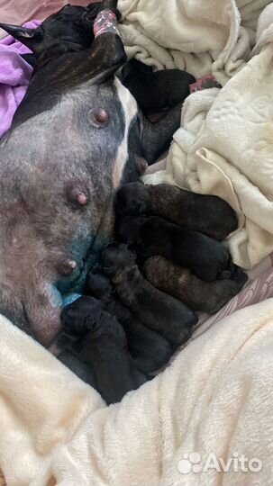 Ветеринарный врач на дом