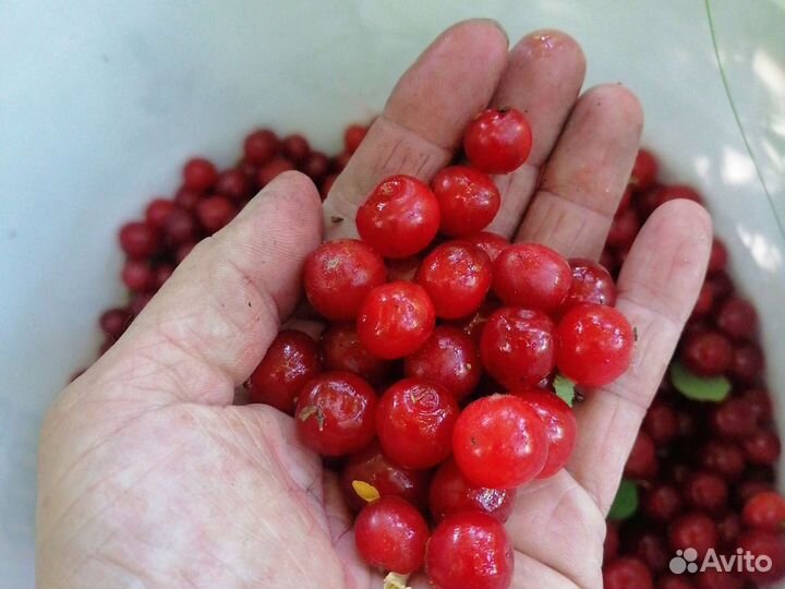 Вишня ягода