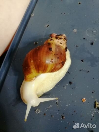 Улитки ахатины