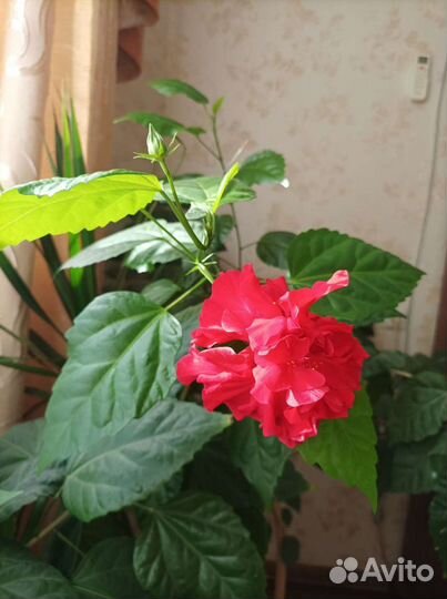 Гибискус китайская роза махровая