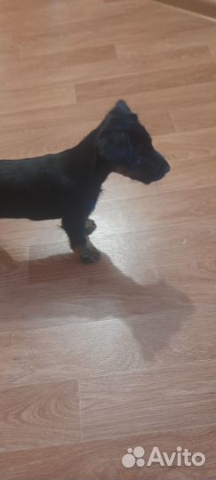 Щенок немецкого ягдтерьера