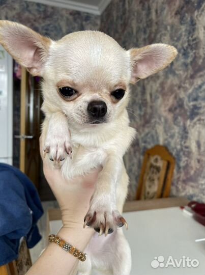 Вязка чихуахуа