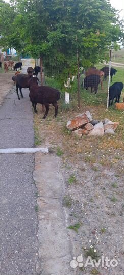 Баранчики на племя