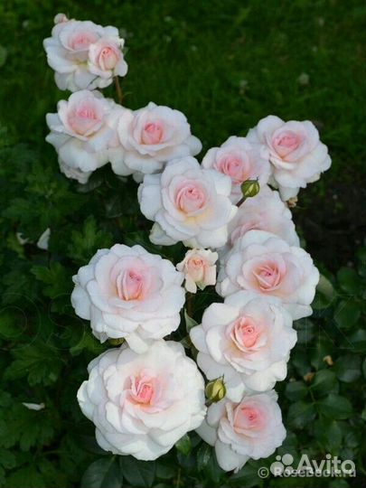 Роза бременские музыканты