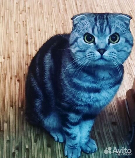 Кот на вязку шотландский вислоухий