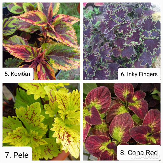 Сортовые Колеусы