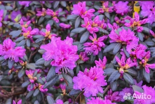 Декоративные кустарники