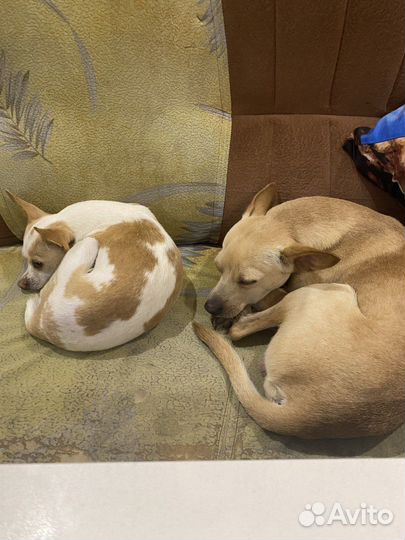 Щенки тойтерьера