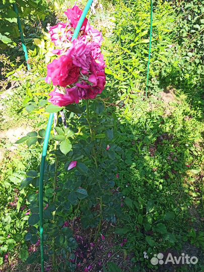 Роза плетистая куст