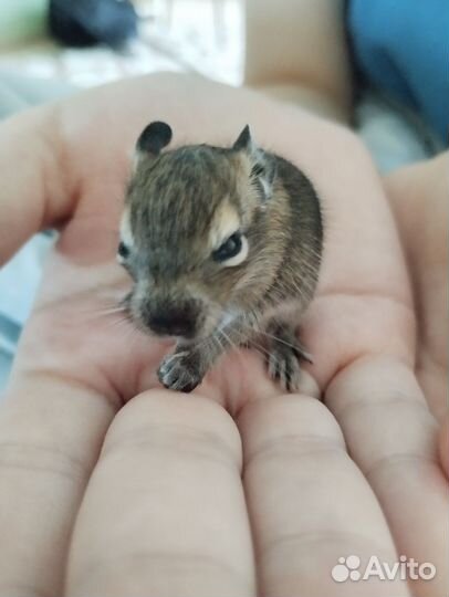 Дегу малыши