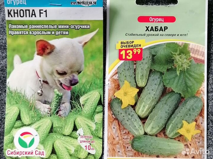 Рассада огурцов