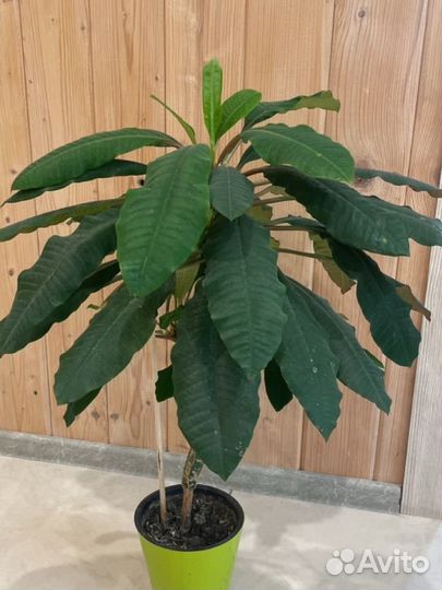 Молочай рогатый