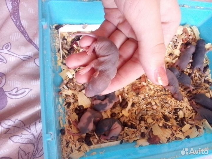 Крыса дамбо