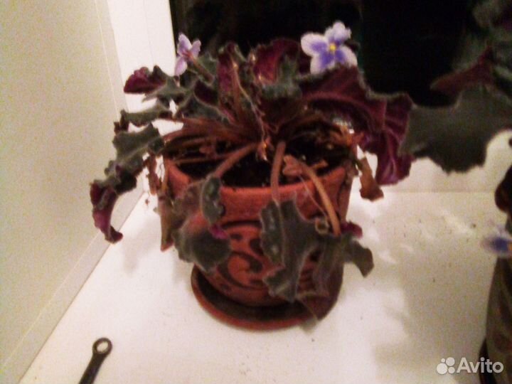 Фиалка с горшком сортовая