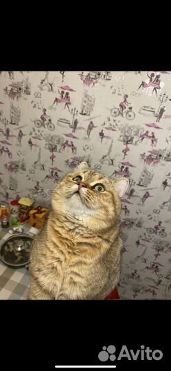 Кот шотландец